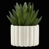 Agave in Pot