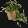 Artificial Fittonia in Wood Pot