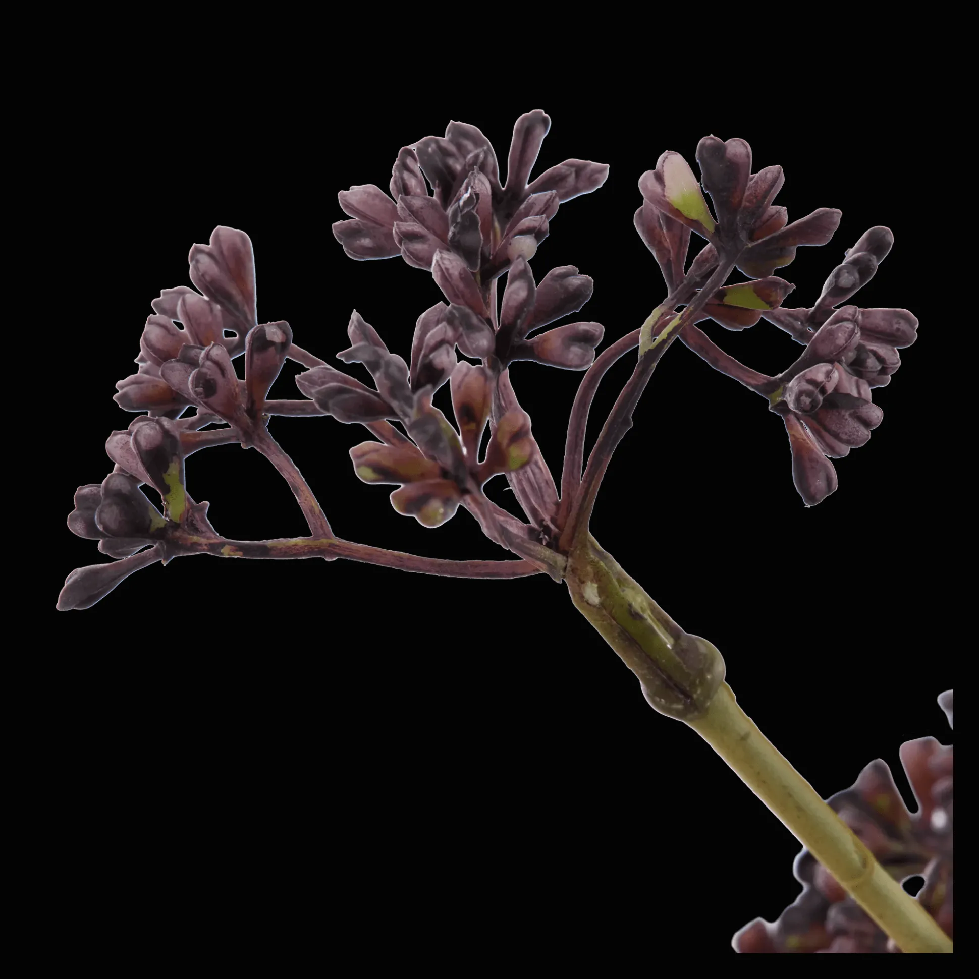 Artificial Purple Hemlock Flower
