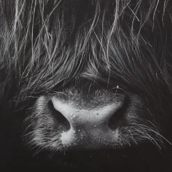 Black & White Highland Cow Printed Canvas