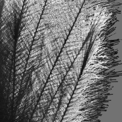 Black Pampas Stem