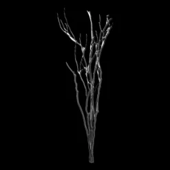 Branches