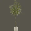 Eucalyptus Tree