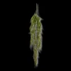 Hanging Fern