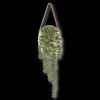 Hanging Leaves