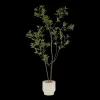Japanese Pieris Tree