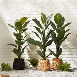 Large Ficus in Rattan Pot