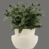Olive Plant in Ceramic Pot