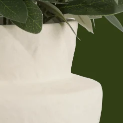 Olive Plant in Ceramic Pot