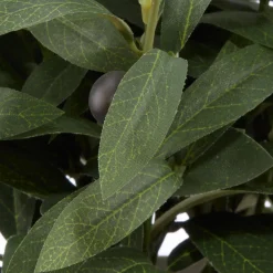 Olive Plant in Ceramic Pot