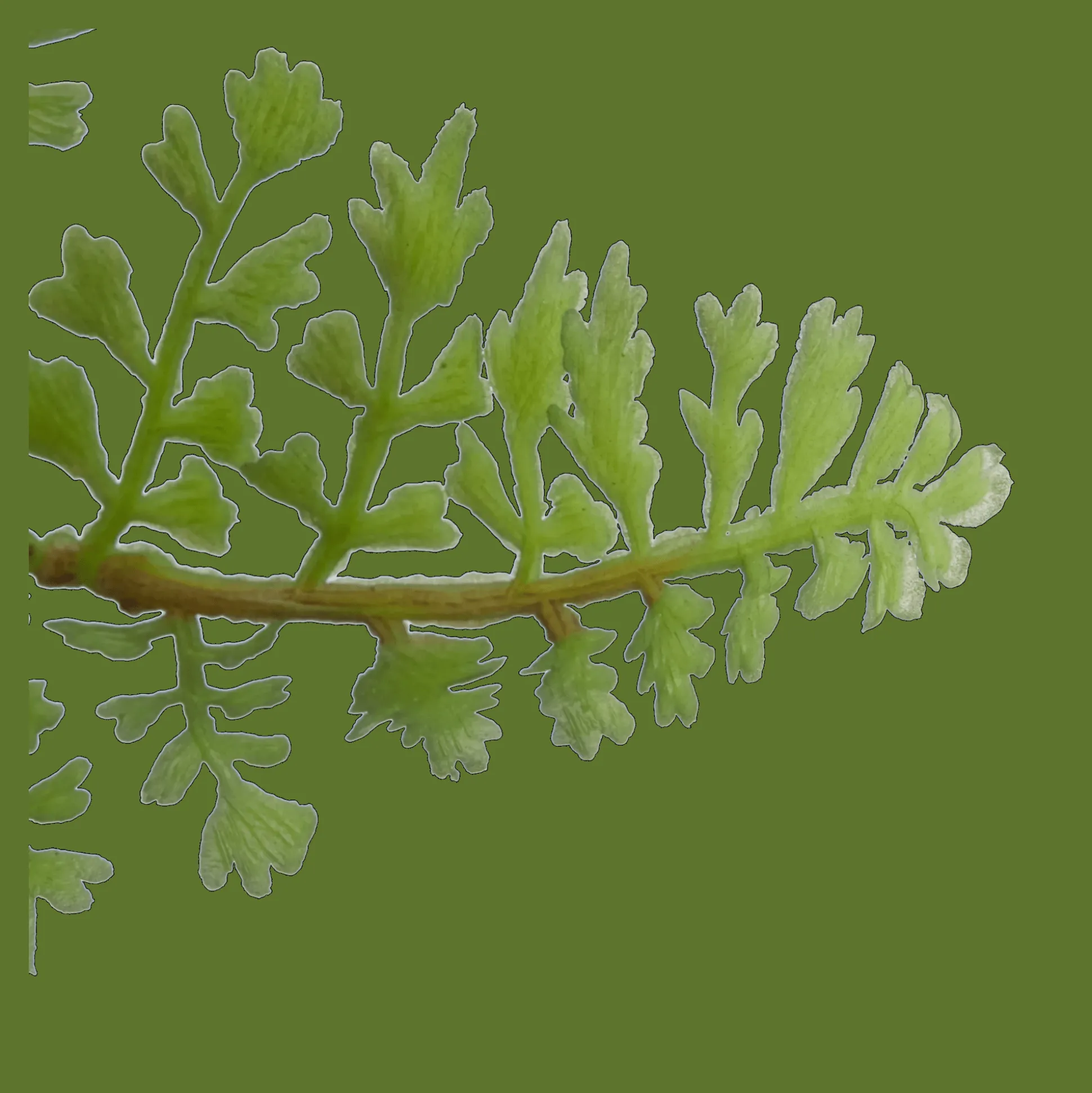 Pot with Artificial Fern