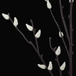 Pussy Willow Stem