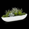 Succulents in Cement Tray