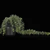 Waterfall Eucalyptus in Black Pot
